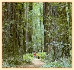 Family walking a trail among giant redwood trees