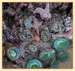 Sea anemones and starfish in a tide pool