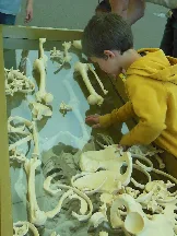 Boy digging for dinosaur bones in a fossil pit